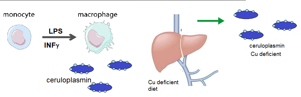 Ceruloplasmin