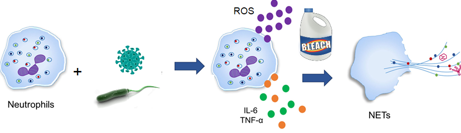Copper neutrophil lymphocyte ratio