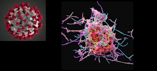 Mycoplasma and viral co-infections