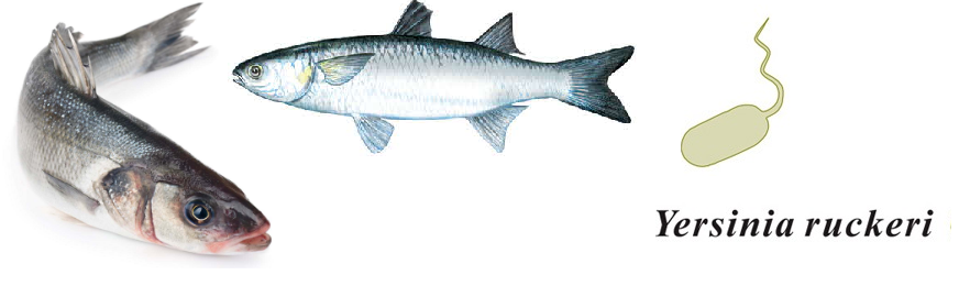 Protected: Fish  Studies