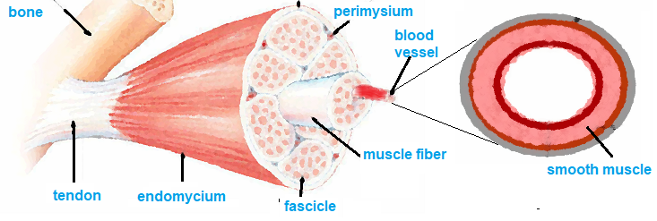 Blood Flow in Muscles