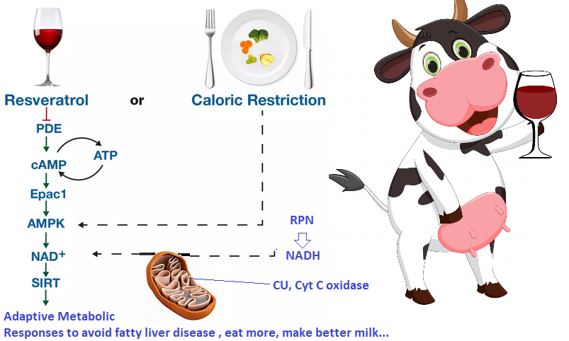 FattyLiver in Cows