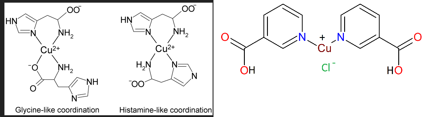 Brain copper transport