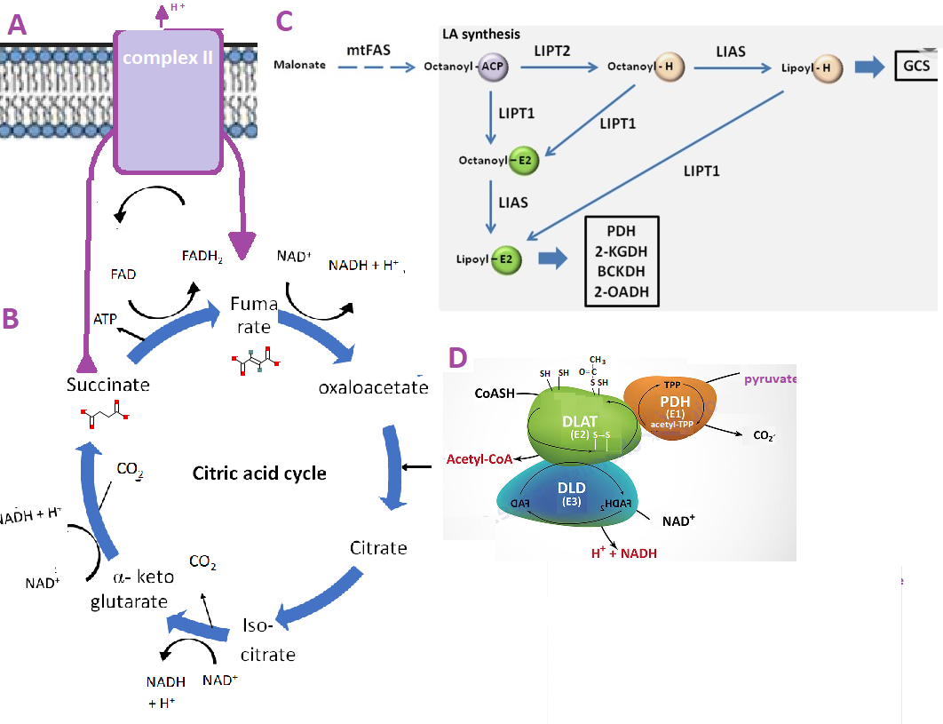 Cuproptosis part 2