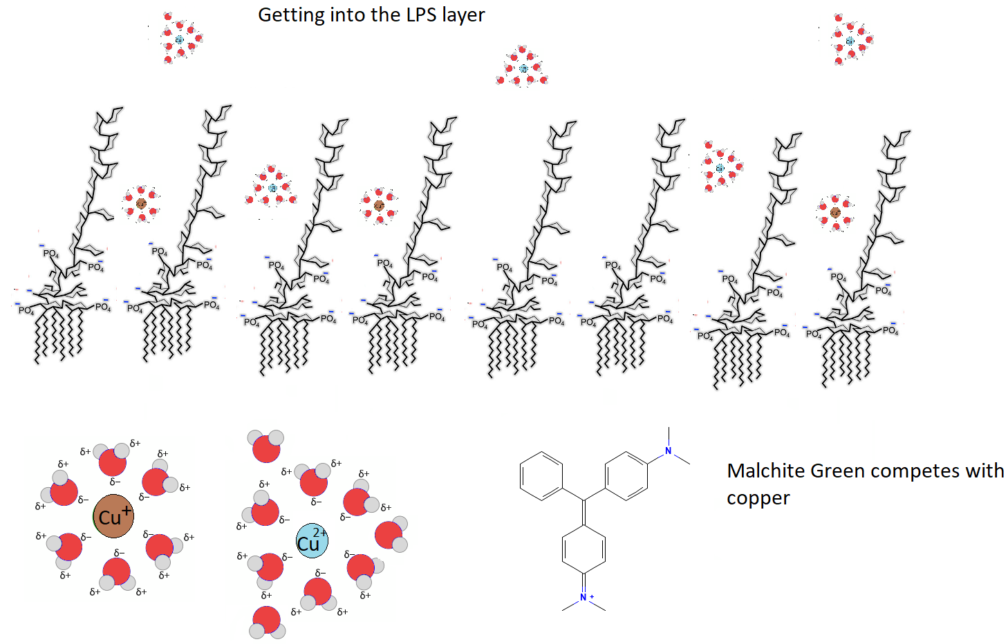 Bacteria Surface Charge