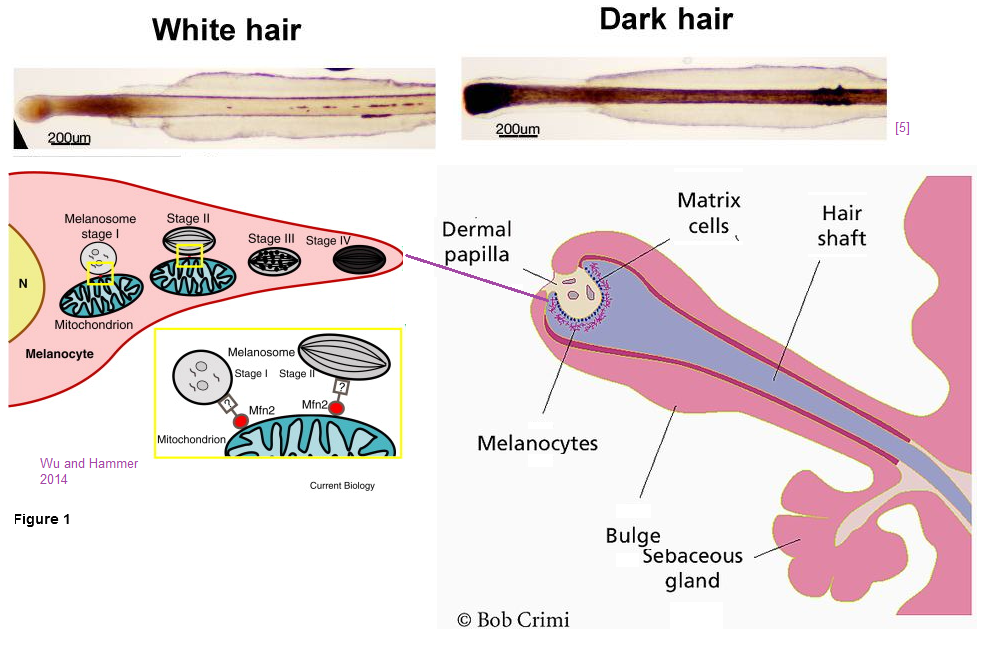 Copper and gray hair