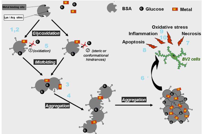 Cu(II) and advanced glycation end products